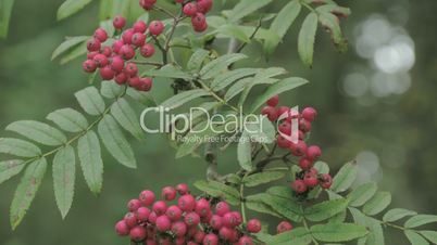 Bunch of Sorbus aucuparia fruits that are pinkish in color FS700 4K