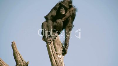 A black chimpanzee on top of a stem  FS700 4K