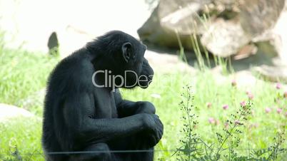 A black common chimpanzee sitting on the grass  FS700 4K