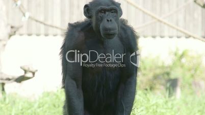 Black chimpanzee standing and sitting on the grass FS700 4K