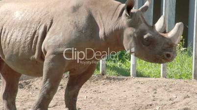 The  big body rhinoceros walking on inside his cage FS700 4K