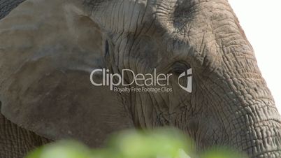 An African bush elephant close up view FS700 4K
