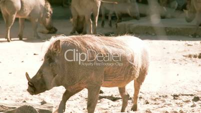 A Phacochoerus aethiopicus walking on the mud FS700 4K