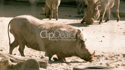 A small desert warthog walking and then lying on the mud FS700 4K