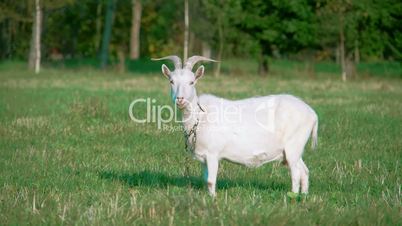 A white domestic goat standing on the farm FS700 4K