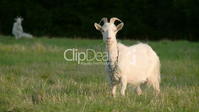 A white goat with a chain on its neck FS700 4K