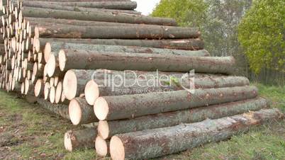 Heap of logs from spruce trees  FS700 4K