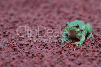 Laubfrosch auf Tartanbahn