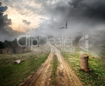 Bird over country road