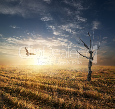 Dry tree in autumnn field