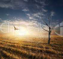 Dry tree in autumnn field