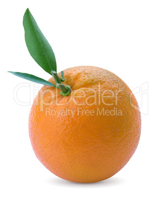 citrus orange