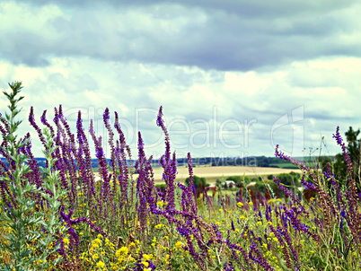 view the sky through the green grass with pink flowers