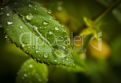 leaf with drops