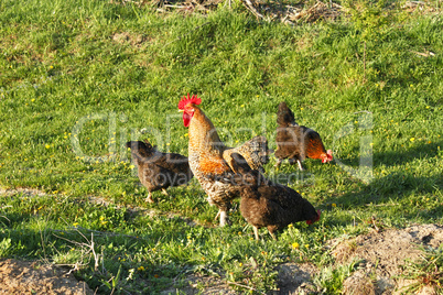 Rooster and three hens on a meadow