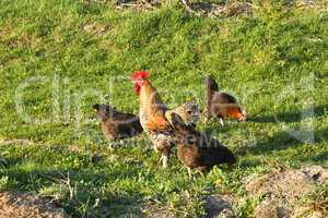 Rooster and three hens on a meadow