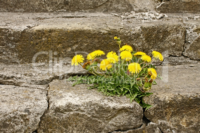 First dandelion on concrete staircase