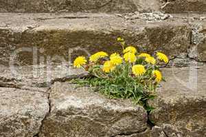 First dandelion on concrete staircase