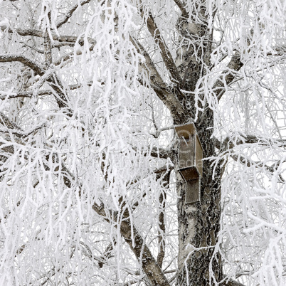 Birdhouse on snowy tree