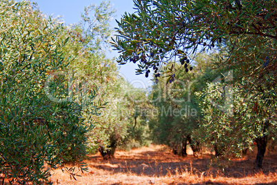 Olives ripening in the hot summer Mediterranean sun