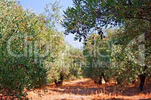 Olives ripening in the hot summer Mediterranean sun