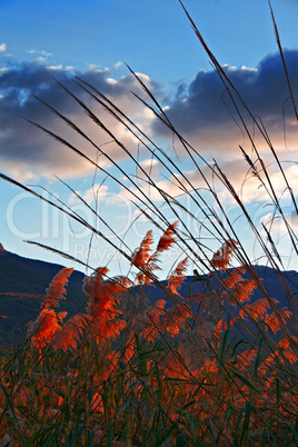 Sunset lights up the colors on pampas grass