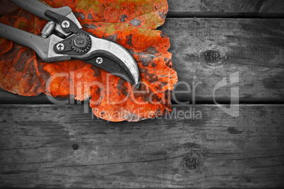Pair of Secateurs and autumn leaf on rustic wooden table