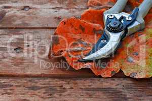 Pair of Secateurs and autumn leaf on rustic wooden table