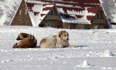 Two dogs rest on snow in ski resort