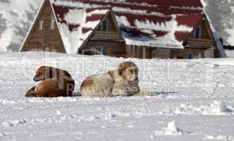 Two dogs rest on snow in ski resort