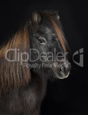 schwarzes shetland pony