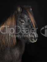 schwarzes shetland pony