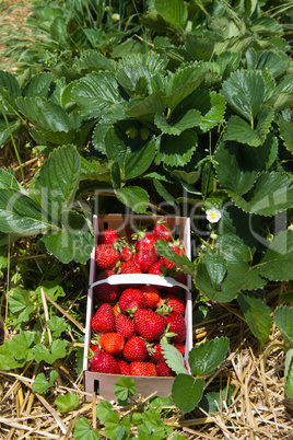 Erdbeeren pflücken