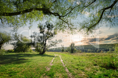 Country  road in summer forest