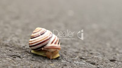 Small snail on the road