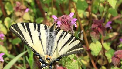 Beautiful swallowtail (Papilio machaon ) butterfly sucking nectar