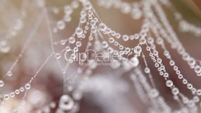 Beautiful spider's web with drops at the morning