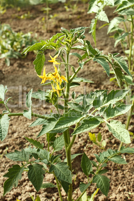 Flowering tomato plants