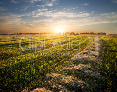 Field of cut grass