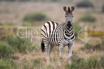 Steppenzebra (Equus quagga)