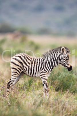 Steppenzebra-Fohlen (Equus quagga)