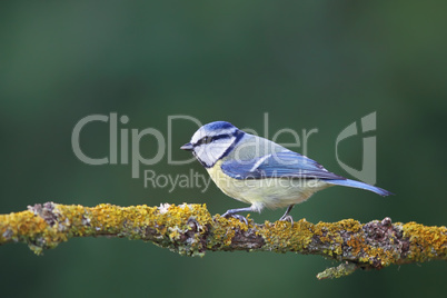 Blaumeise (Parus caeruleus)