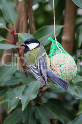 Kohlmeise (Parus major)