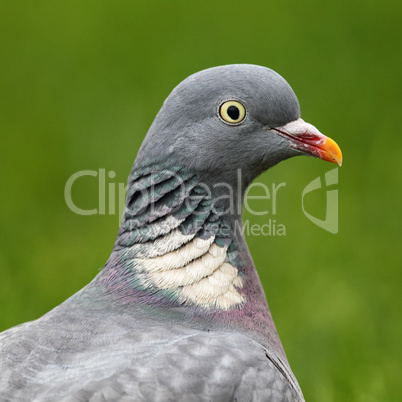 Ringeltaube (Columba palumbus)