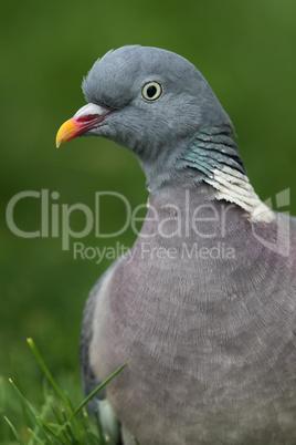 Ringeltaube (Columba palumbus)