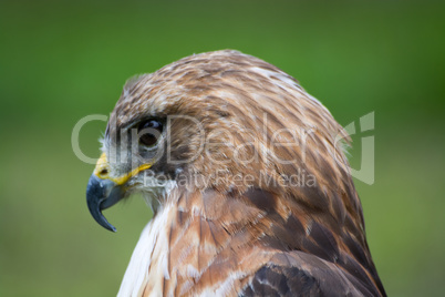 Bussard