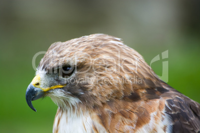 Bussard