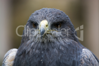 Bussard