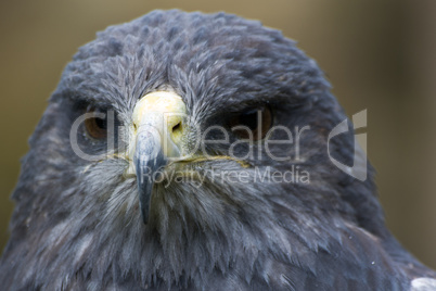 Bussard Bussard