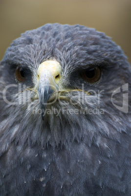 Bussard